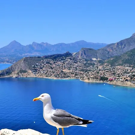 Acan0916 فيلة كاليبي